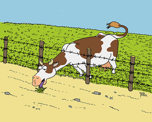 Cartoon: Kuh (medium) by Karl Berger tagged kuh,gras,zaun,nachbar,hunger,neid