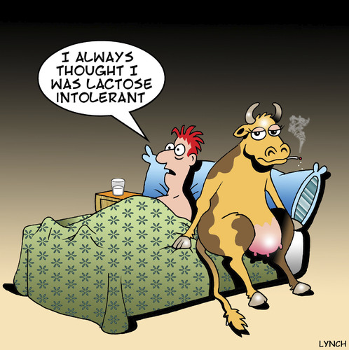 Cartoon: Lactose intolerant (medium) by toons tagged lactose,intolerant,cows,milk,bovine,animals,allergy
