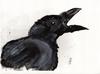 Cartoon: Ravenhead (small) by Maninblack tagged raven bird black