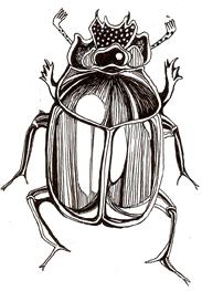 Cartoon: Bug (medium) by Monica Rizzolli tagged bug,nature