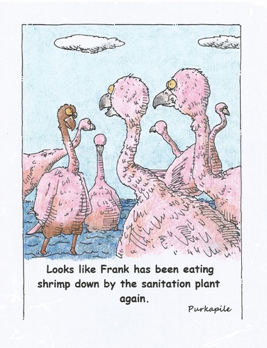 Cartoon: brown flamingo (medium) by armadillo tagged flamingo,sanitation,shrimp
