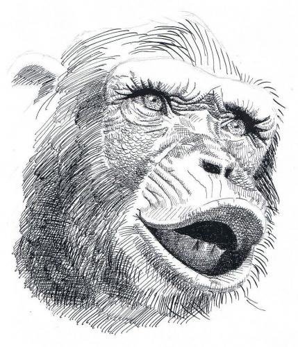 Cartoon: Schimpanse (medium) by nick lopez tagged affe,tier