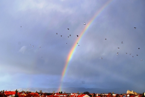 Cartoon: Raibow (medium) by Zlatko Iv tagged rainbow,natur,klima,climate,eco