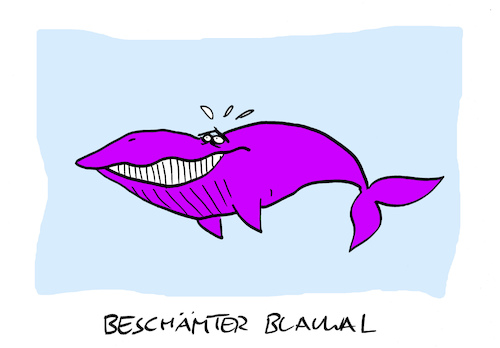 Cartoon: Lilawal (medium) by Bregenwurst tagged blauwal,scham,röte,lila,quatsch