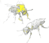 Cartoon: Restbestände (small) by herranderl tagged insekten,sterben,volksbegehren,bayern,bienen