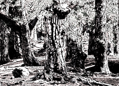 Cartoon: ein Wald (medium) by oliviaoil tagged wald,baumsterben,grundwasser,deutschland