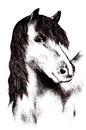 Cartoon: Horse (small) by Barcarole tagged horse