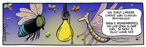 Cartoon: Mayfly (medium) by Goodwyn tagged light,bulb,mayfly,fly,wings,insect,bug