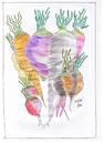 Cartoon: roots and beets (small) by skätch-up tagged carrot,beetroot,radish,yellow,turnip,parsnips