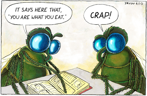 Dung flies Dung flies