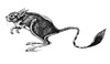 Cartoon: kangaroo mouse (small) by Battlestar tagged kangaroo mouse tiere animals maus springmaus