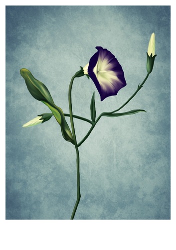 Cartoon: Flower - blue version (medium) by alesza tagged blume,nature,winde,blue,flower