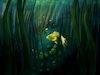 Cartoon: Litte yellow fish (small) by alesza tagged fish yellow digital painting illustration procreate ipadart artwork