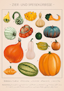Cartoon: Pumpkins and ornamental pumpkins (small) by alesza tagged pumpkins,kürbis,kuerbis,helloween,illustration,procreate,ipadart,poster,vintage