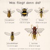 Cartoon: Was fliegt denn da? (small) by alesza tagged biene,wespe,schwebfliege,hornisse,hummel,bee,horn,insect,insekten,animal,illustration,digital,painting,ipadart,procreate