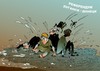 Cartoon: Hard gelandet... (small) by medwed1 tagged referendum,ukraine,hunta,brd,merkel,obama