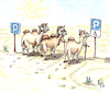 Cartoon: Parking (small) by Back tagged parking,camel,desert