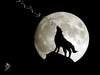 Cartoon: full moon (small) by yaserabohamed tagged full,moon,wolf,music,tone