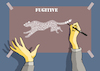 Cartoon: Cheetah... (small) by berk-olgun tagged cheetah
