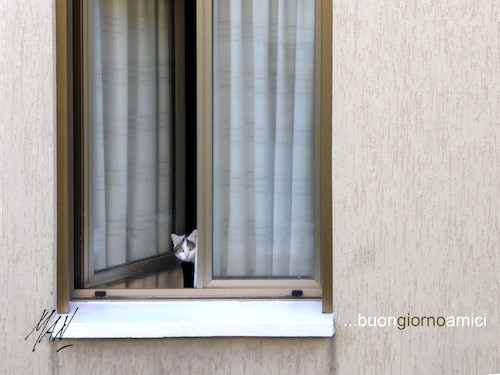 Cartoon: il buongiorno di Miao (medium) by Enzo Maneglia Man tagged fotografia,gatti,in,finestra,foto,animali,by,man