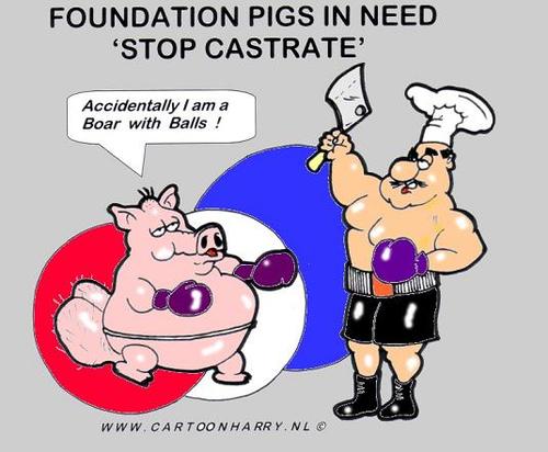 Cartoon: BOAR CASTRATION (medium) by cartoonharry tagged boar,stop,castrate,meat,cartoonharry
