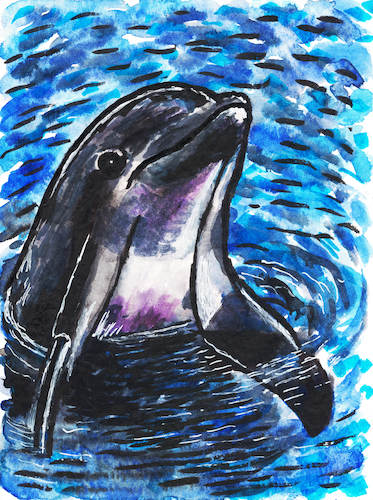 Cartoon: Delfin (medium) by Pascal Kirchmair tagged aquarell,tumbler,flipper,delfim,golfinho,grand,dauphin,delfino,delphin,delfin,dolphin,großer,tümmler,painting,pintura,malerei,peinture,watercolor,watercolour,acuarela,aquarelle,illustration,dessin,tuschezeichnung,pascal,kirchmair,portrait,retrato,ritratto,ink,drawing,dibujo,desenho,porträt,art,arte,kunst,ilustracao,ilustracion,artwork,zeichnung,cartoon,caricature,karikatur,disegno,illustrazione,illustratie,de,presse,tekening,teckning,cartum,vineta,comica,vignetta,caricatura,tusche,encre,chine,tinta,china,inchiostro,nanquim,aquarell,tumbler,flipper,delfim,golfinho,grand,dauphin,delfino,delphin,delfin,dolphin,großer,tümmler,painting,pintura,malerei,peinture,watercolor,watercolour,acuarela,aquarelle,illustration,dessin,tuschezeichnung,pascal,kirchmair,portrait,retrato,ritratto,ink,drawing,dibujo,desenho,porträt,art,arte,kunst,ilustracao,ilustracion,artwork,zeichnung,cartoon,caricature,karikatur,disegno,illustrazione,illustratie,de,presse,tekening,teckning,cartum,vineta,comica,vignetta,caricatura,tusche,encre,chine,tinta,china,inchiostro,nanquim