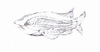 Cartoon: Fish Diagrama (small) by Zachary tagged fish nature water diagram