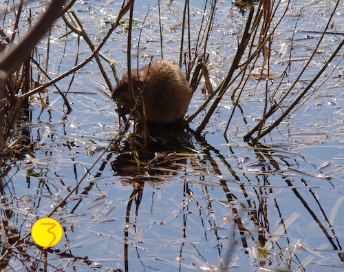 Cartoon: HUNGRY SPRING. DADA Flick (medium) by Kestutis tagged spring,hungry,dada,flick,photo,kestutis,lithuania,nature