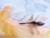 Cartoon: Master of Plein Air Watercolor (small) by Kestutis tagged art,kunst,watercolor,observagraphics,pleinair,brush,dragonfly,nature,kestutis,lithuania