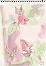 Cartoon: Roses (small) by Kestutis tagged roses,sketch,nature,kestutis,siaulytis,lithuania
