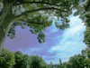 Cartoon: MH - Looking Up II (small) by MoArt Rotterdam tagged sky,tree,lookup,bomen,lucht,omhoogkijken,rotterdam,meidoornweide
