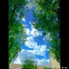 Cartoon: MH - Looking Up VI (small) by MoArt Rotterdam tagged rotterdam lookingup kijkomhoog clouds wolken trees bomen colorful sky lucht