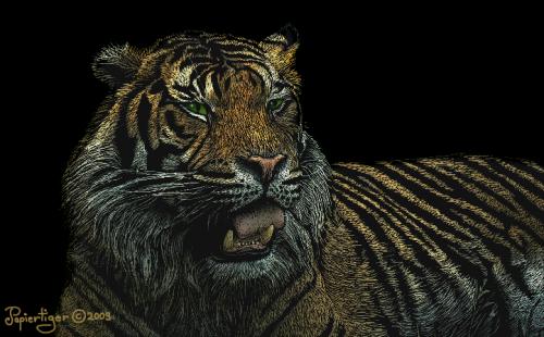 Cartoon: Der Tiger (medium) by papiertiger tagged tiger
