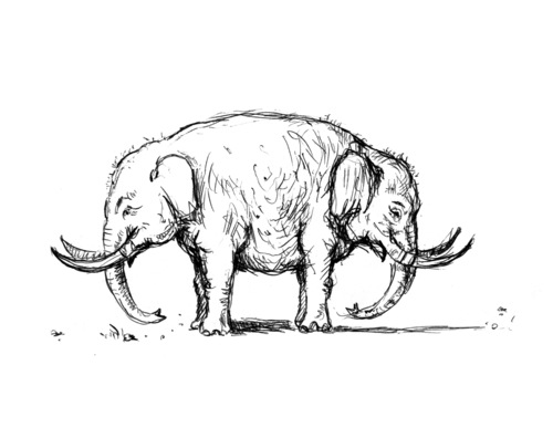 Cartoon: Elefant (medium) by Thomas Bühler tagged elefant,tier,natur,doppel