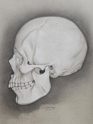 Cartoon: Skull (medium) by jim worthy tagged skull,anatomy,bones,skeleton