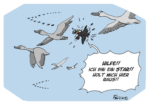 Cartoon: Amsel Drossel Fink und Star (medium) by FEICKE tagged zugvogel,wildgaense,drossel,amsel,vogel,zietlow,fernsehen,rtl,dpromis,cpromis,bpromis,raus,hier,mich,hol,dschungelcamp,start,ein,bin,ich