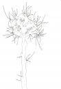 Cartoon: Weird tree (small) by jannis tagged tree