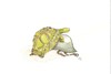 Cartoon: Sexuelle Verwirrung (small) by Erwin Pischel tagged pischel schildkröte helm kopulation