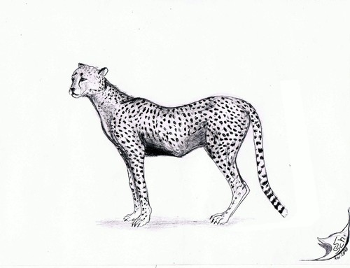 Cartoon: Acinonyx jubatus (medium) by swenson tagged cheetah,gepard,afrika,africa,cat,katze,predator,raubtier,animal,animals,tier,tiere