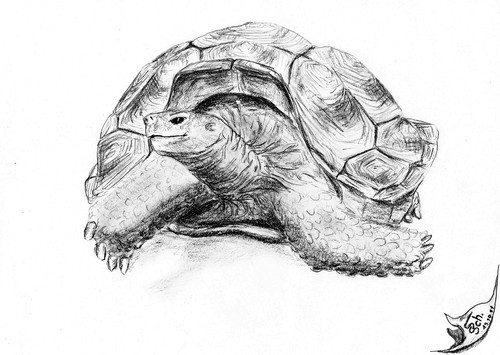 Cartoon: Aldabrachelys (medium) by swenson tagged turtle,panzer,tier,roteliste,wwf,bedroht,austerben,sychellen,schildkröte,animal