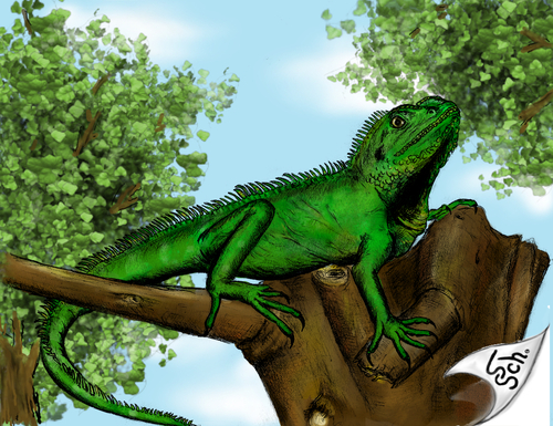 Cartoon: Physignathus cocincinus (medium) by swenson tagged reptil,animal,2010,2009,tier,echse,water,agame,green,wasser,wasseragame,drache,dragon