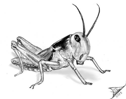 Cartoon: Wanderheuschrecke (medium) by swenson tagged animal,animals,insect,insekt,heuschrecke,käfer