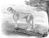 Cartoon: Acinonyx jubatus (small) by swenson tagged cheetah,gepard,kartze,cat,africa,afrika