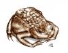 Cartoon: Bufo bufo (small) by swenson tagged amphieb,kröte,animals