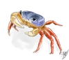 Cartoon: Cardisoma armatum (small) by swenson tagged krabbe,meer,sea,patriotcrab,crab,tricolorcrab,tricolorkrabbe