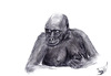 Cartoon: Gorilla (small) by swenson tagged gorilla,ape,affe,tier,animal