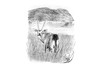 Cartoon: Oryxantilope (small) by swenson tagged oryx,antilope,afrika,tier,animal,2014