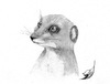 Cartoon: Surikate (small) by swenson tagged animal,tier