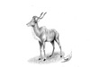 Cartoon: Tragelaphus eurycerus isaaci (small) by swenson tagged bongo antilope anti tier animal africa afrika