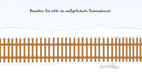 Cartoon: Schneedrossel (medium) by Marcus Gottfried tagged schnee,winter,vogel,schneedrossel,verstecken,tarnen,weiß,schnee,winter,vogel,schneedrossel,verstecken,tarnen,weiß